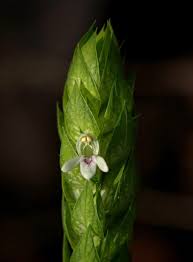 Image result for Justicia betonica