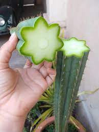 Pull a leaf gently from leaf cuttings. A Cut Open Cactus Mildlyinteresting