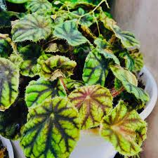Image result for Begonia quadrialata