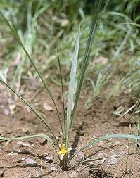 Image result for Curculigo pilosa