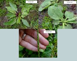 Image result for Plantago