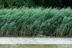 Image result for Phragmites