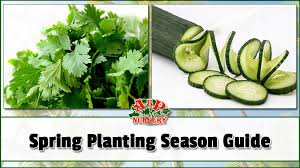 Peas are classified as bush or pole (vine. 9 Gardening Tips Mesa Arizona Spring Planting Season Guide