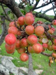 Image result for Ekebergia