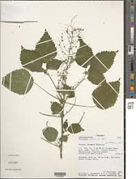 Image result for Acalypha racemosa