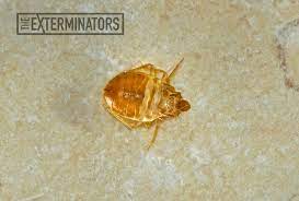 Can You Find Dead Bed Bugs The Exterminators