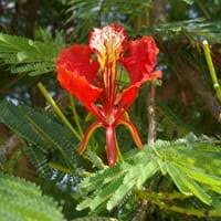 Check spelling or type a new query. Flamboyant Tree Facts