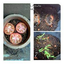 I love tomatoes and, like most gardeners, include them in my list of crops to plant. Irz2iyaod5qvim