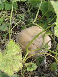Image result for Cucurbita
