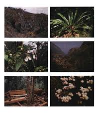 Image result for Helichrysum whyteanum