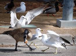Birds Of North Idaho Gulls And Goose Fight Over Food In Idaho Falls Idaho Animals Animal Photo Wildlife
