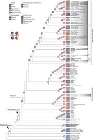 Image result for Phyllanthus hutchinsonianus