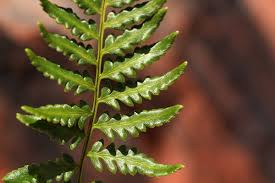 Image result for Pityrogramma