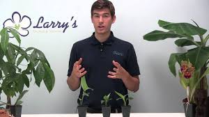 To review some tips to achieve blooms How To Grow Bird Of Paradise Growing Guide Youtube