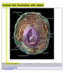 We did not find results for: à¤« à¤• à¤Ÿ à¤š à¤• à¤œ à¤¸ à¤¬à¤¤ à¤¯ à¤œ à¤°à¤¹ à¤‡ à¤¸ à¤¨ à¤• à¤¶ à¤• à¤• à¤…à¤¸à¤² à¤¤à¤¸ à¤µ à¤° à¤µ à¤¹ Animal Cell à¤• à¤‡à¤²à¤¸ à¤Ÿ à¤° à¤¶à¤¨ Fact Check Human Cell Animal Cell Illustration Of Animal Cell Misrepresented Ntc Aajtak