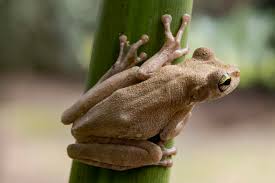 Image result for Lepidagathis andersoniana