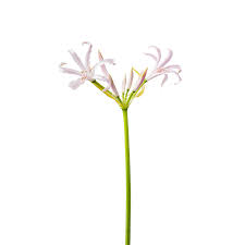 Image result for Nerine