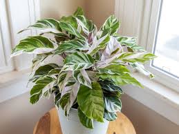Maybe you would like to learn more about one of these? Rattlesnake Plants Care Growing Guide