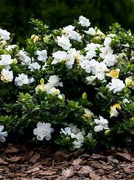 & resist insects & disease. Frost Proof Gardenia For Sale Online The Tree Center