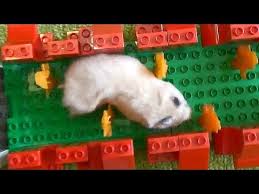 Also, it depends on which breed you are getting and from which breeder. How Long Do Hamsters Live A Complete Guide To Hamster Lifespan