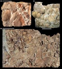 Brachiopod Faunas Facies And Biostratigraphy Of The Pridolian To Lower Eifelian Succession In The Rhenish Massif Rheinisches Schiefergebirge Germany Geological Society London Special Publications