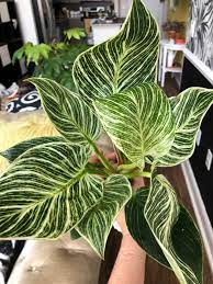 Not only is it easy to grow indoors, this intriguing houseplant sports in this guide, we'll look at how to care for philodendron birkin, as well as the best ways to troubleshoot potential problems with your houseplant. Philodendron Birkin Variegata Philodendron Plant Plants Variegated Plants