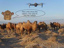 Quiz quiz which has been attempted 904 times by avid quiz takers. Wild Camels On Sir David Attenborough S Perfect Planet The Wild Camel Protection Foundation