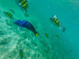 Aras 11, wisma sumber asli no. Pulau Payar Marine Park Worth A Visit Yes The Island Drum