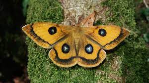 Mariposas Nocturnas Los Fantasmas De La Noche