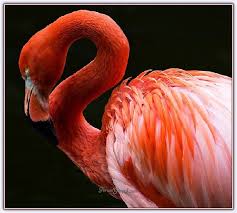Flamingo Kusu Sayfa 2 Flamingo Hayvanlar Kusu