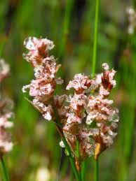 Image result for Restionaceae