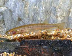 22 Australian Freshwater Fish At Risk Of Extinction
