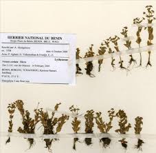 Image result for Nesaea cordata