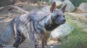 Image result for Heinsenia