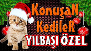 Konusan Kediler 20 En Komik Kedi Videolari Youtube