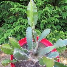 Hylocereus Undatus Pitaya Fruit Du Dragon Epiphyte Arbuste Fleurs Blanches