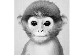 Looking for games to play during your virtual game night? Monkey Pfp Tiktok Neuester Monkey Tiktok Meme Trend Erklart Xperimentalhamid