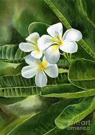 White Plumeria Flowers By Sharon Freeman In 2021 Plumeria Flowers Watercolor Flowers Tutorial Flower Painting