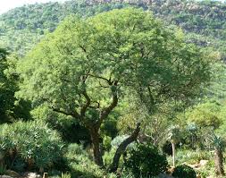 Image result for Acacia afra