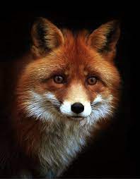 Anne Louise Avery On Twitter Animals Beautiful Animal Photography Animals