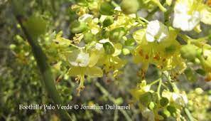 Rising above others with its long bloom time, artful vase shape and lack of one can hardly find a more colorful tree than the 'desert museum' palo verde, with its distinctive green trunk and yellow flowers that appear in spring. Palo Verde Trees About To Turn The Desert Golden Arizona Daily Independent