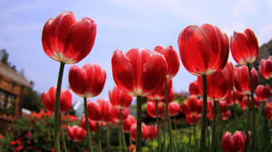 Akυ tak seindah sang bunga matahari. Tercetusnya Permulaan Krisis Ekonomi Bunga Tulip Mania