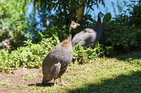 If you want to eat and hatching the noontime is best to collect them. Guinea Hen All You Need To Know Complete Care Guide The Happy Chicken Coop