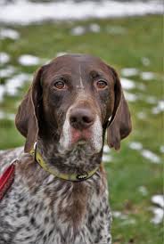 Image result for německý ohař dlouhosrstý