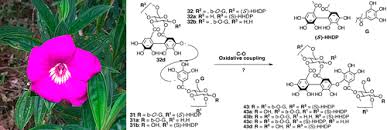 Image result for Adenocarpus mannii