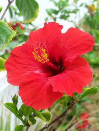 Rare And Delicate Beauty Hibiscus Photos De Vacances De Antilles Location Martinique Hibiscus Hibiscus Plant Hibiscus Flowers Hibiscus Flower Drawing