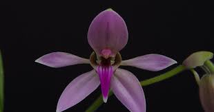 Image result for Ancistrochilus rothschildianus