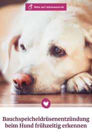 Bauchspeicheldrusenentzundung Beim Hund Fruhzeitig Erkennen Hunde Hund Barfen Durchfall Beim Hund