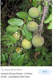 Image result for Landolphia kirkii