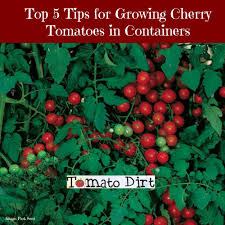Nearly anyone can grow them even if you do not have a garden or have a small house or apartment. Tips For Growing Cherry Tomatoes In Containers Or Pots Growing Cherry Tomatoes Cherry Tomato Plant Tomatoes In Containers